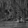 Experimental dark art matt painting on Kamchia river