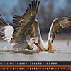 prepress, printing, offset printing. embossing, cold press, screen printing, pad printing, engraving, billboard, flyer, business card, business card, book cover, CD cover, DVD cover, label, poster, brochure, catalog, menu, luxury, luxury